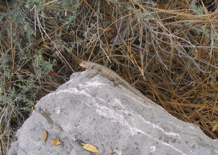 Sagebrush Lizard